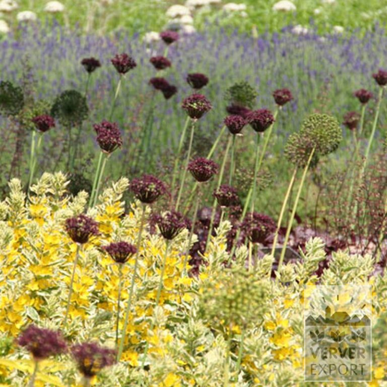 Allium atropurpureum (16002) - Image 3