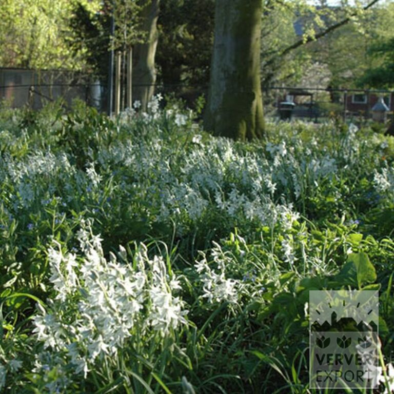 Ornithogalum nutans (16091) - Image 3