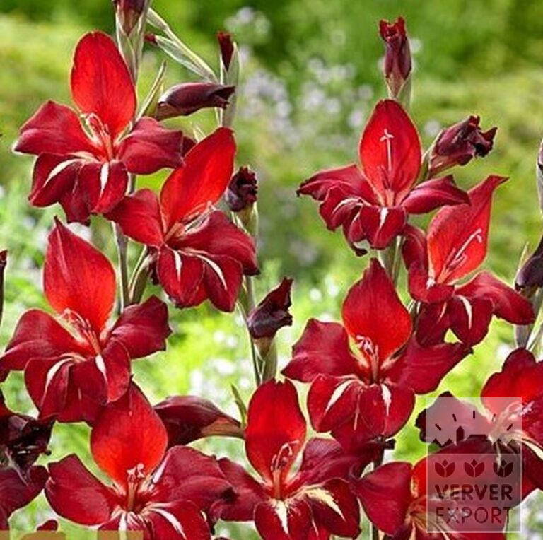Gladiolus colvillii 'Addi' (23040) - Image 2