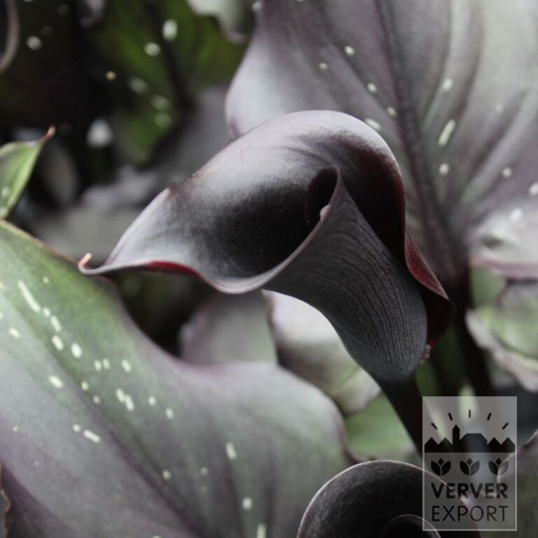 Zantedeschia Supri-All Black (26014) - Image 2