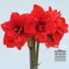 Amaryllis - Indoor double 'Double King' (36167) - Image 2