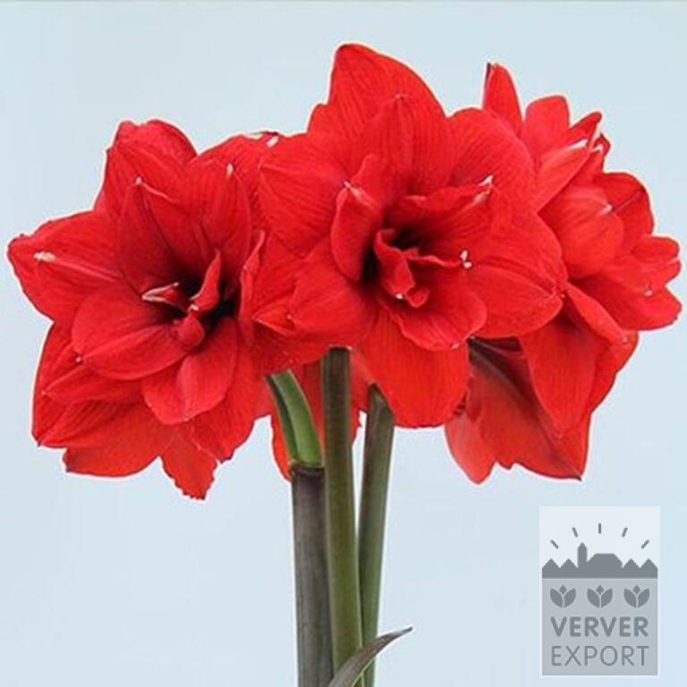 Amaryllis - Indoor double 'Double King' (36167) - Image 2