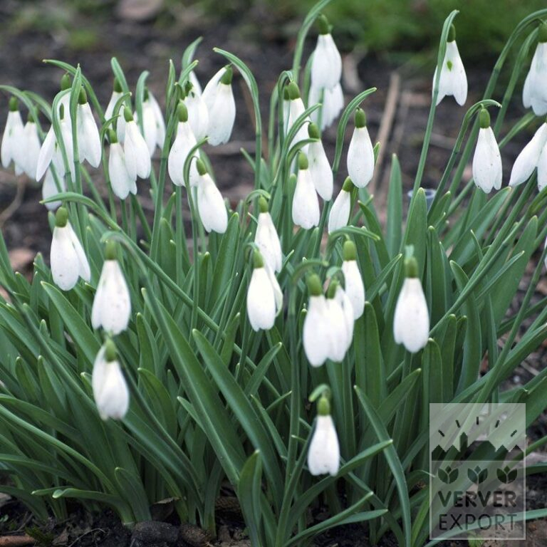 Galanthus nivalis 'Atkinsii' (16220) - Image 2