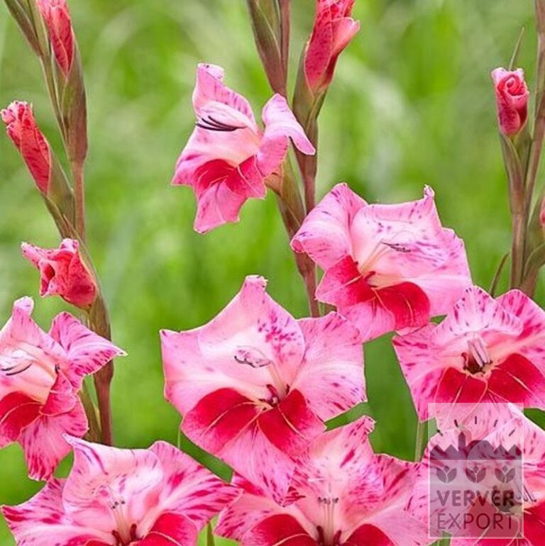 Gladiolus tubergenii 'Bibi' (23043) - Image 2