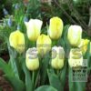 Tulips 'Calgary Red' (12855) - Image 2