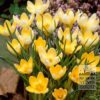Organic bulbs bio Crocus chrysanthus 'Romance' (14607) - Image 2