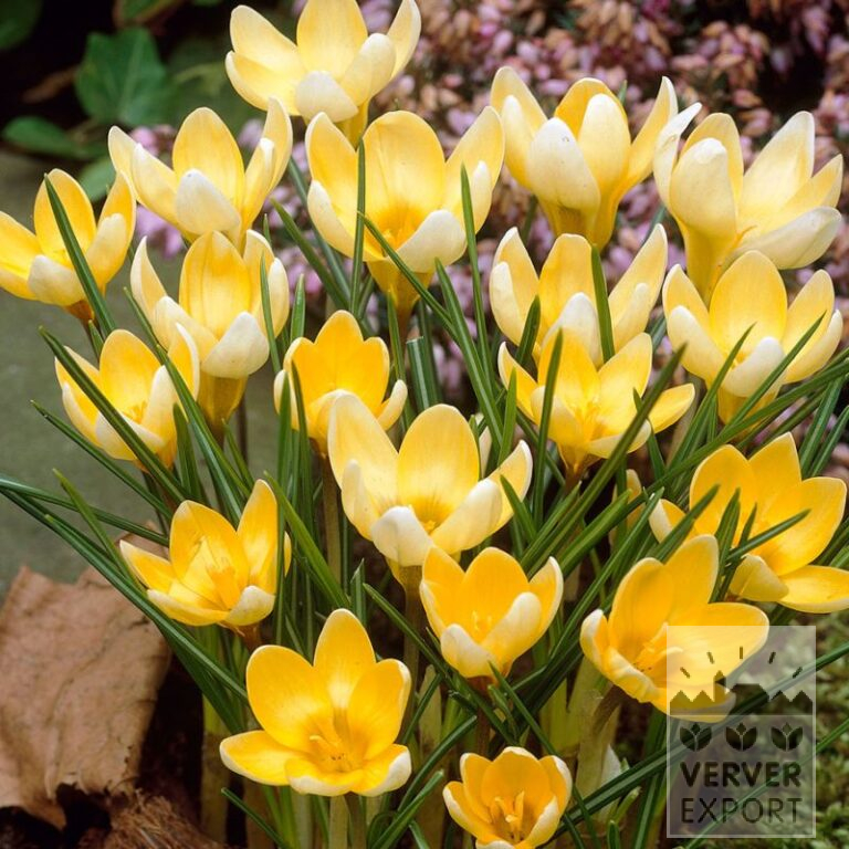 Organic bulbs bio Crocus chrysanthus 'Romance' (14607) - Image 2