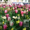 Mixture Verver 'Ville de Bourg-en-Bresse'© (11595) - Image 2