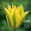Tulips 'Green Mile' (12803) - Image 2