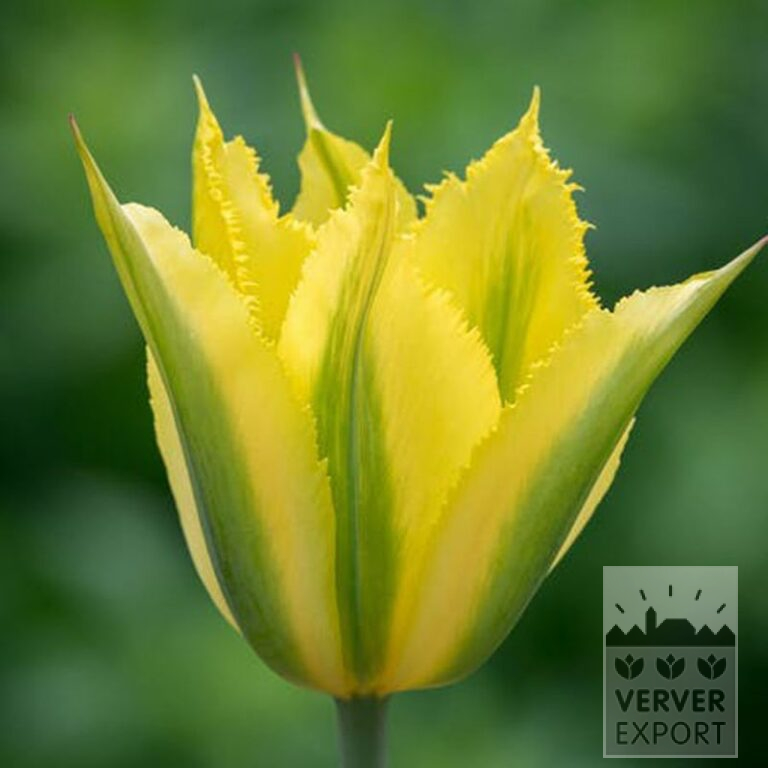 Tulips 'Green Mile' (12803) - Image 2