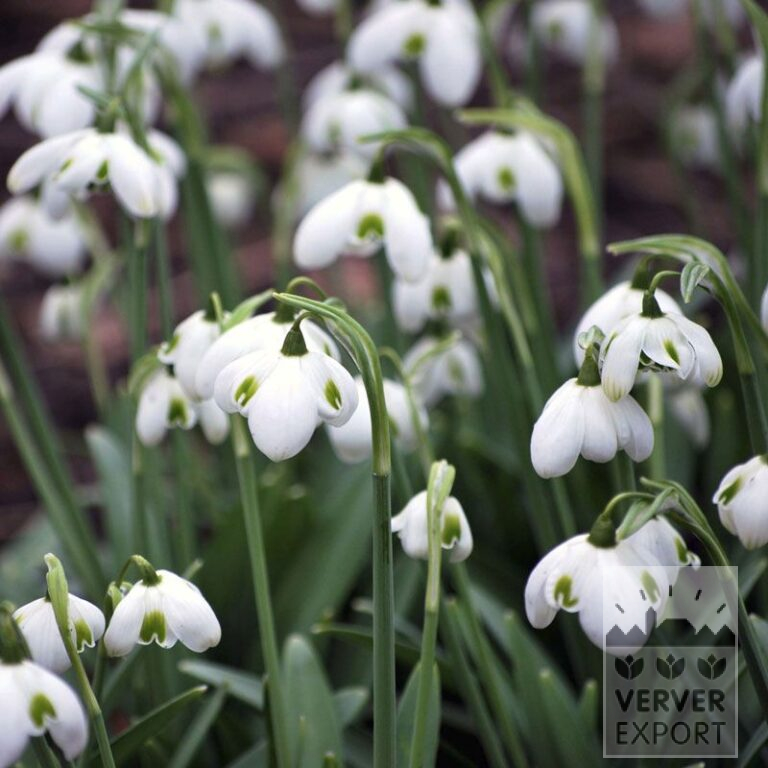 Galanthus plicatus 'Hippolyta' (16218) - Image 2
