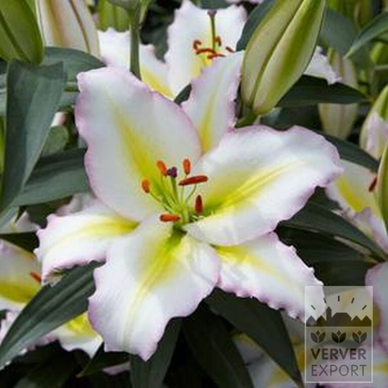 Lilium 'Hocus Pocus' (24100) - Image 2