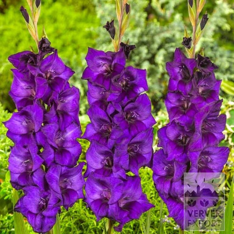 Gladiolus 'Mombasa' (23037) - Image 2
