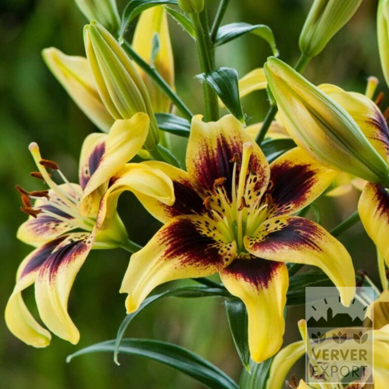 Lilium 'Pieton' (24094) - Image 2