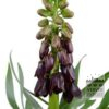 Fritillaria persica 'Purple Dynamite' (16230) - Image 2