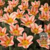 Tulips 'St. George' (12730) - Image 2