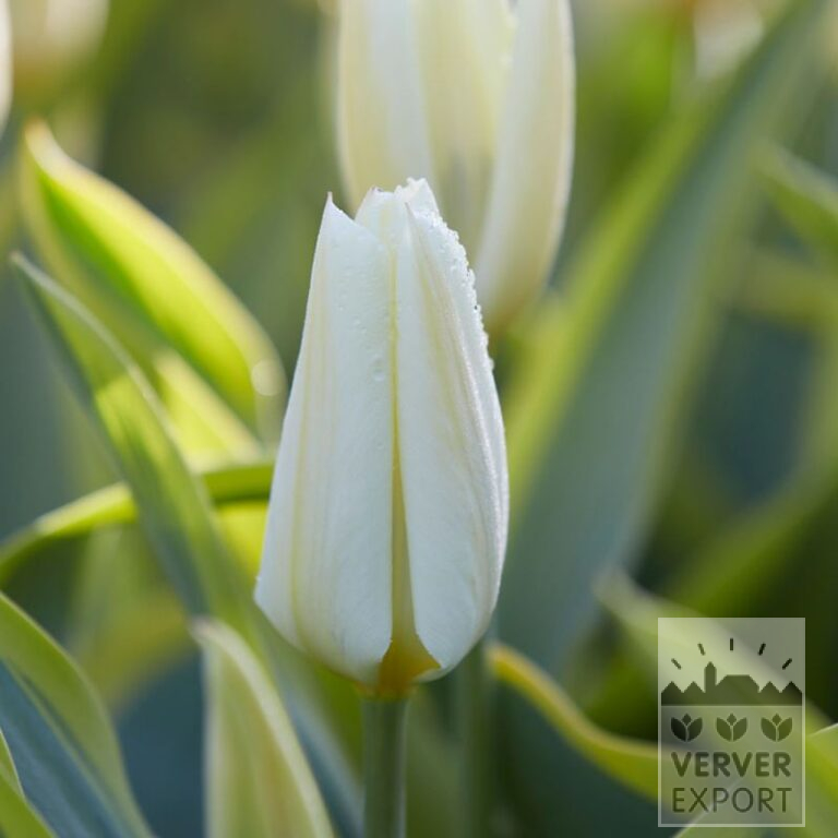Tulips 'Purissima Blonde' (12819) - Image 2