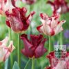 Tulips 'Striped Crown' (12837) - Image 2