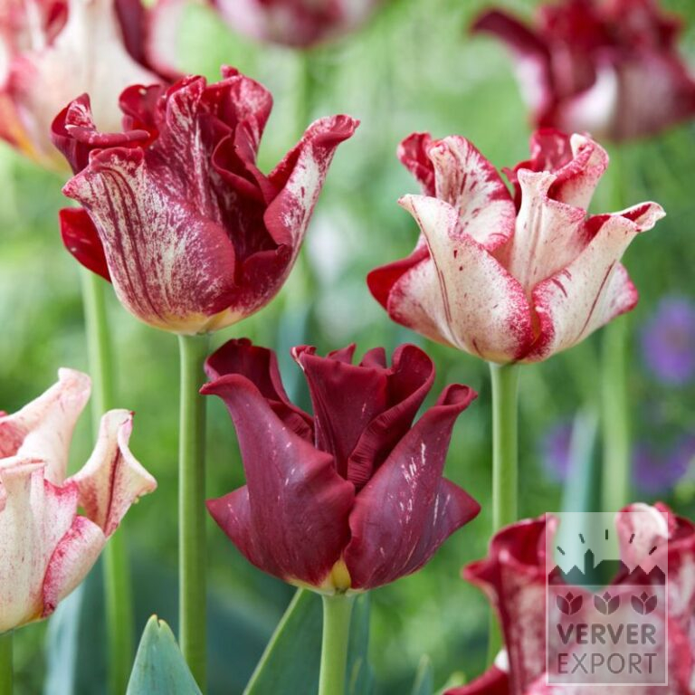 Tulips 'Striped Crown' (12837) - Image 2