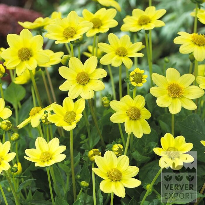 Dahlia Precultivated Topmix 'Facet' (29158)
