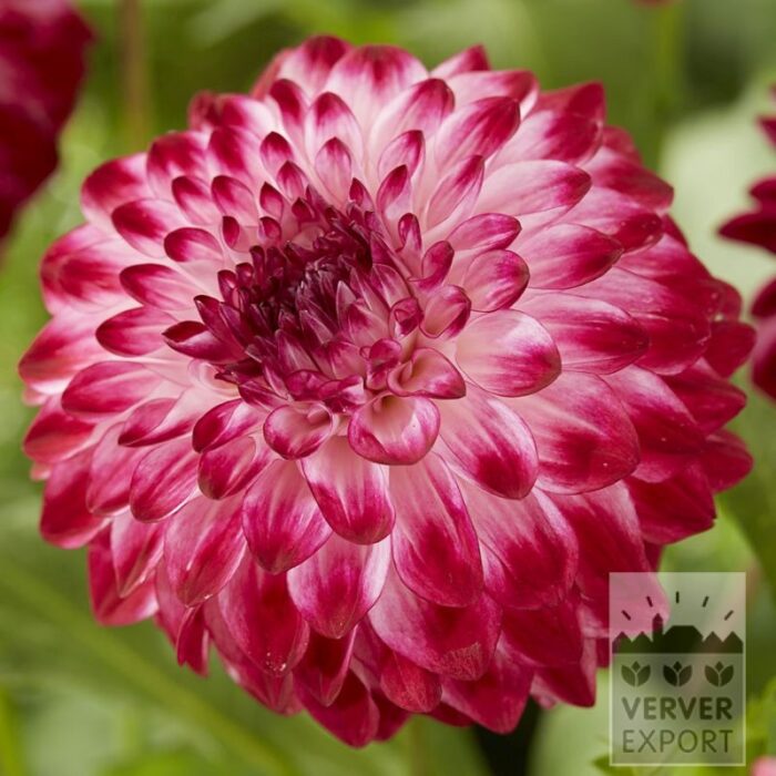 Dahlia 'Caproz Pizzazz' (22431)