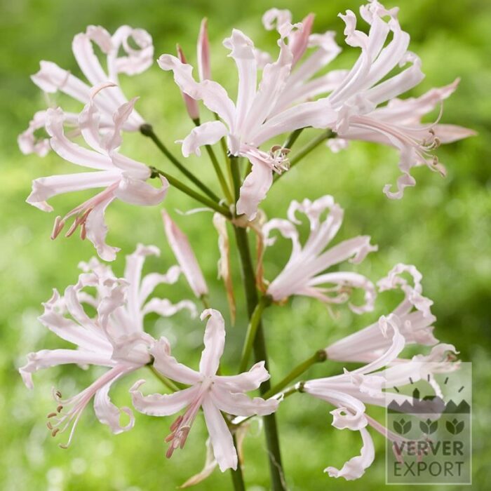 Nerine bowdenii 'Vesta'(28038)