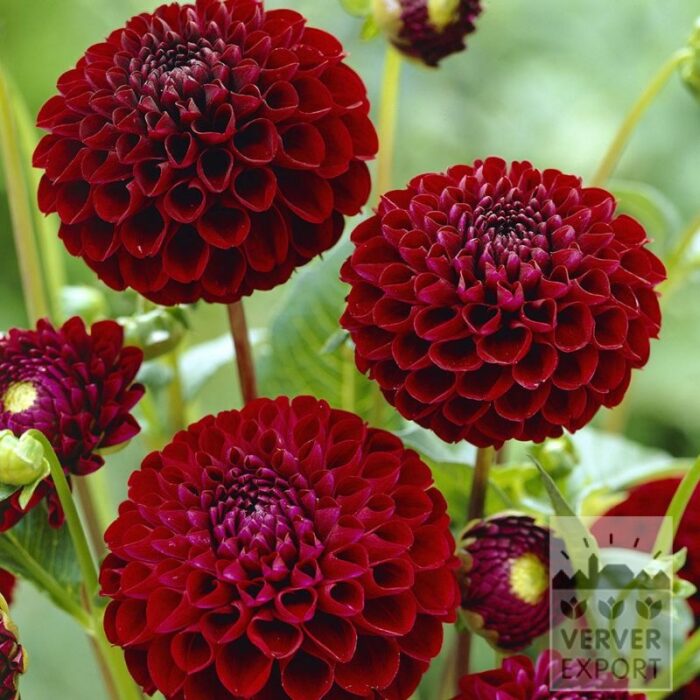 Dahlia Precultivated 'Natal' (30039)