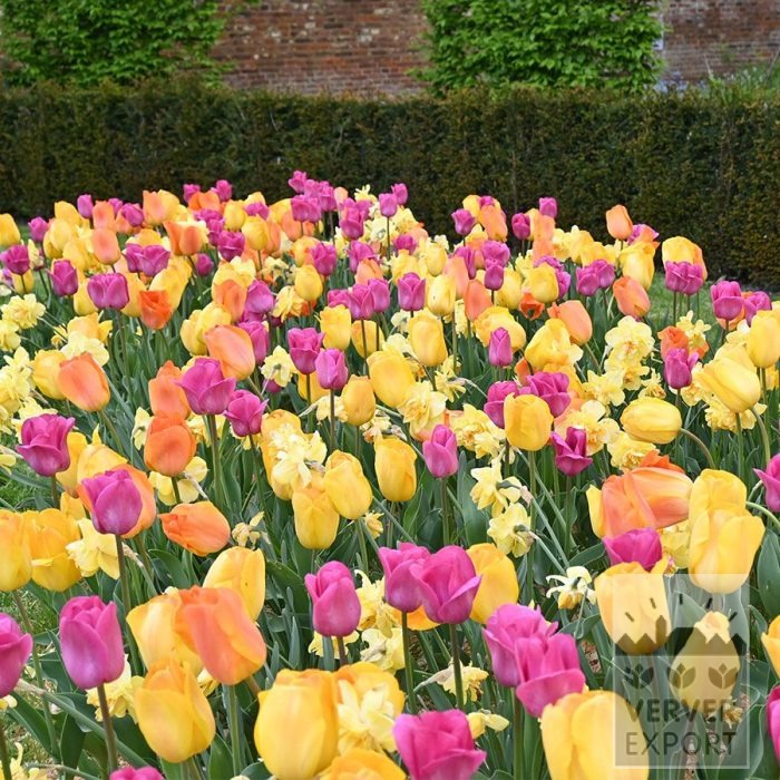 Mixture Verver 'Ville de Roeulx' © (11920)