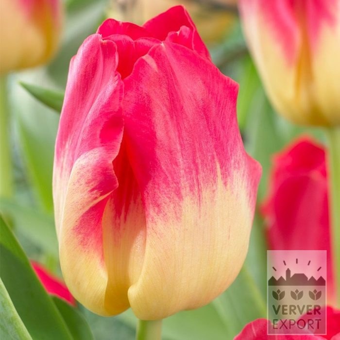Tulips 'Match' (12755)