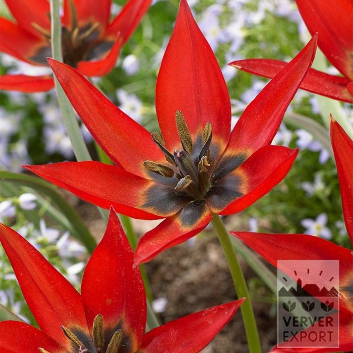 Tulips 'Lizzy' (12847)