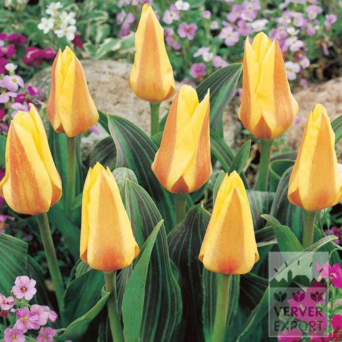 Tulips 'Miskodeed' (12851)