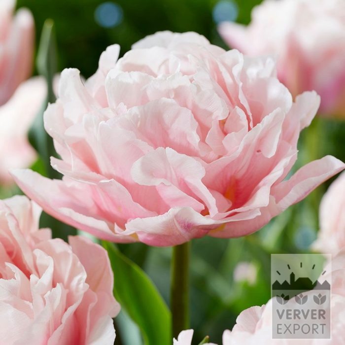 Tulips 'Dreamer' (12853)
