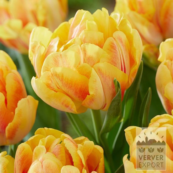 Tulips 'Foxy Foxtrot' (12854)