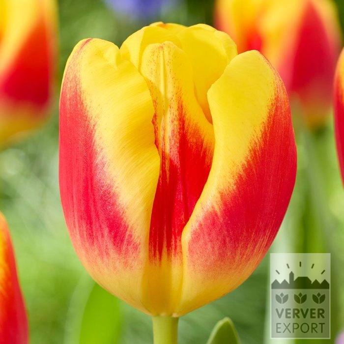 Tulips 'Disco' (12858)