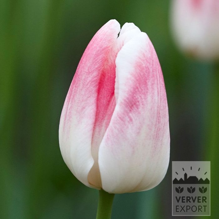 Tulips 'Inez' (12589)