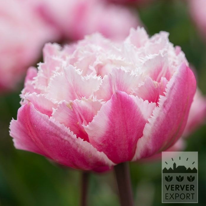 Tulips 'Sugar Crystal' (12877)