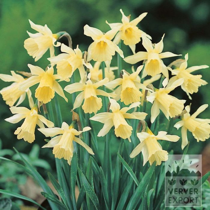 Narcissus 'W.P. Milner' (15706)
