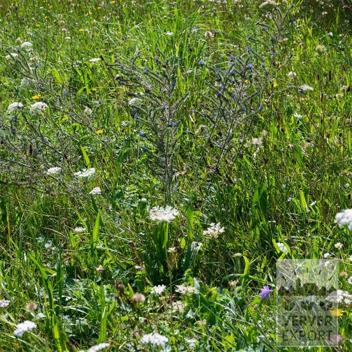 Kits 'Nature Matsina' © (11339) - Image 4